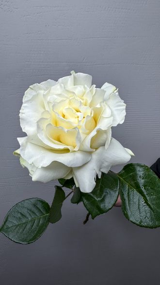 Роза Ажурная белая 50 см
