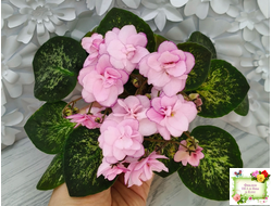 Lilian Sparkler (E.Champion) (мозаичник)