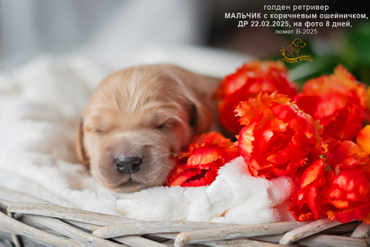 Мальчик с КОРИЧНЕВЫМ ошейничком, 8 дней