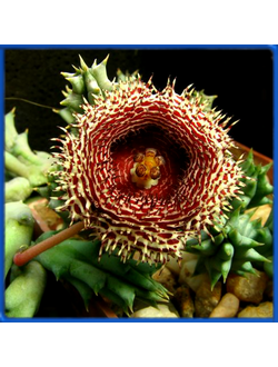 Huernia hystrix ssp. parvula ES 2314