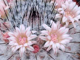 Mammillaria ritteriana - 10 семян