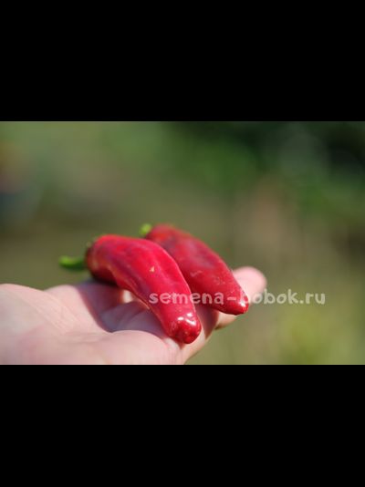 Перец острый Peperone Friariello, 10 шт