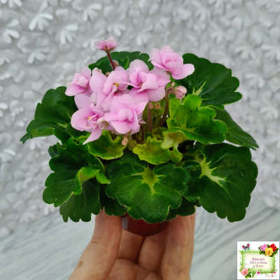 Goldilocks (L.Ray) (Голдилокс) (гёрл-лист с кроновой пестролистностью)