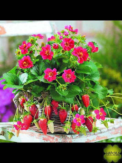 КЛУБНИКА "ТОСКАНА" (ТРИСТАН) (АМПЕЛЬНАЯ, ДЕКОРАТИВНОЕ ЦВЕТЕНИЕ, ВКУСНАЯ, РЕМОНТАНТНАЯ)