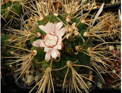 Gymnocalycium eurypleurum - 5 семян