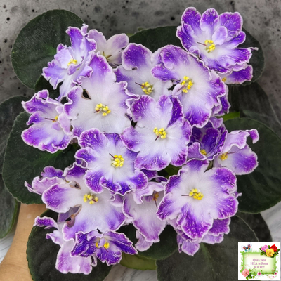 DS-Изюм (Dimetris) 2014 г. (лист с детками укоренённый)