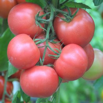 семена томаты "Торбей" 10 шт.