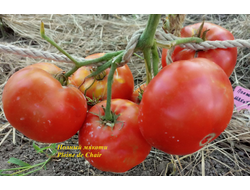 Томат Полный мякоти (Pleine de Chair, США)
