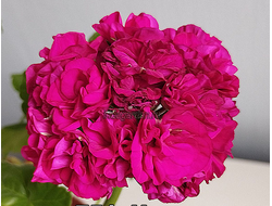 Пеларгония Ирида Мамин Пирожочек