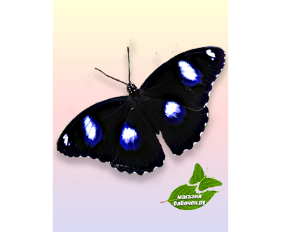 Лунная бабочка размах крыльев 5-7 см.