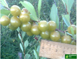 СВГ "Пирамидальный"