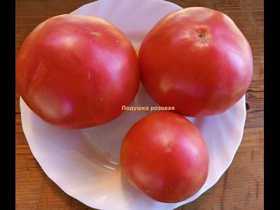 Томат Подушка розовая