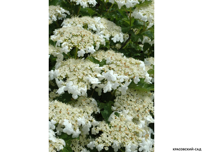 Калина Компактум