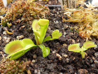 Dionaea muscipula "Lunatic Fringe"