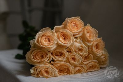 Роза Аваланш Пич 21 шт.