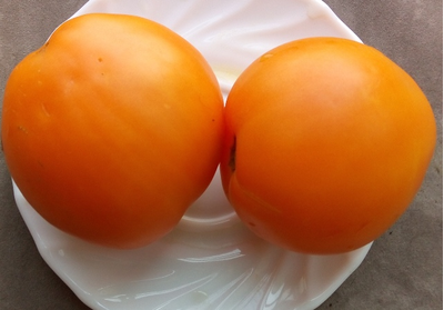 Томат Верна оранжевая