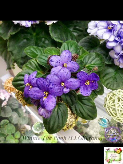 Winnie The Pooh (LLG/Sorano) (клакамас)