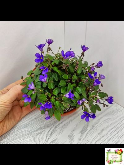 Teeny Bopper (L.Lyon) 5017 (08/27/1982) трейлер