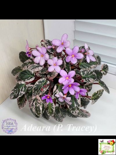 Adeara (P. Tracey) (3975) 06/02/1980 трейлер