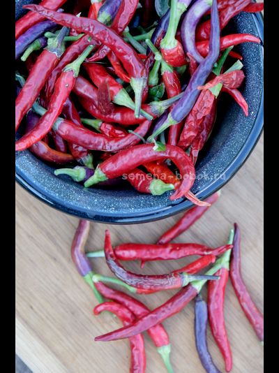 Перец острый Dreamcatcher White x TMHL, 10 шт