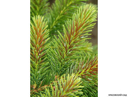 Ель сербская Ротер Аустреб - фото хвои красовский-сад.рф