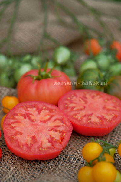 Томат Dwarf Snakebite (Гном Укус Змеи), 10 шт