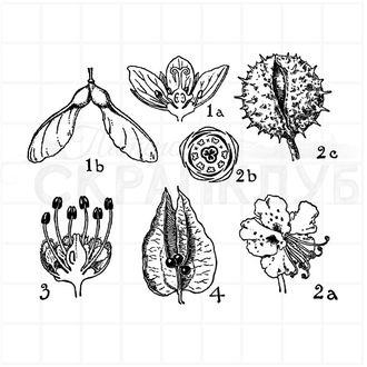 Штамп ботаника каштана