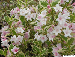 Вейгела цветущая Виктория фото в ландшафте красовский-сад.рф