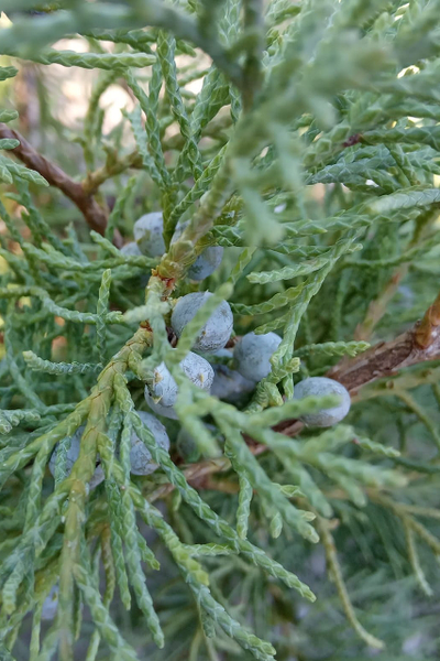 Можжевельник средний Pfitzeriana Glauca