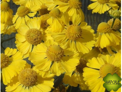 ГЕЛЕНИУМ ОСЕННИЙ ЖЕЛТЫЙ