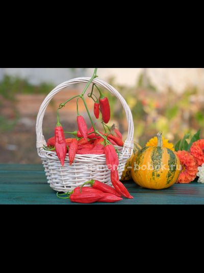 Перец сладкий Baccatum Pepper CAP 455 (Баккатум Кап 455), 10 шт