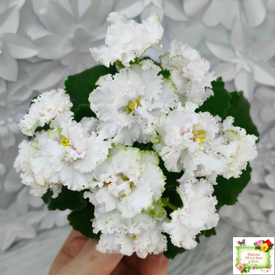 АВ-Любимая Игрушка (Фиалковод) 2015 г.