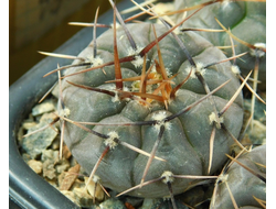 Gymnocalycium bruchii v. niveum VG 536