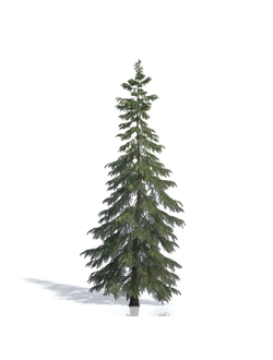 Billboards Ель летняя_04