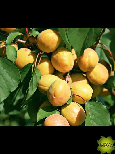 АБРИКОС ЛЕЛЬ (сорт опылитель, медовый)