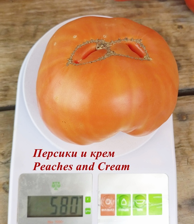 Томат Персики и крем (Peaches and Cream)