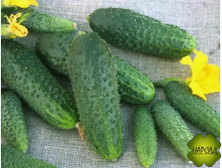 ОГУРЕЦ "ЩЕДРИК F1" (саженец 3-4 листа) (для теплицы и открытого грунта, неприхотливый, вкусный без горечи)