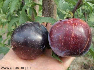 Шарафуга (гибрид абрикоса х сливы х персика)