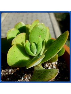 Crassula obvallata