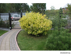 Дерен Ауреа - Aurea