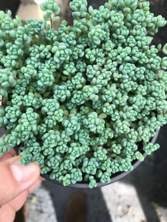 Sedum dasyphyllum, Седум дасифиллюм, Очиток густолистый, Толстянка ...