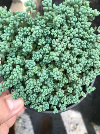 Sedum Dasyphyllum