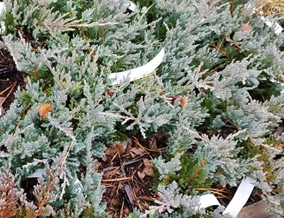 Можжевельник горизонтальный Blue Chip, 2,0 л