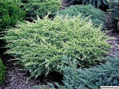 Можжевельник Холгер - Holger