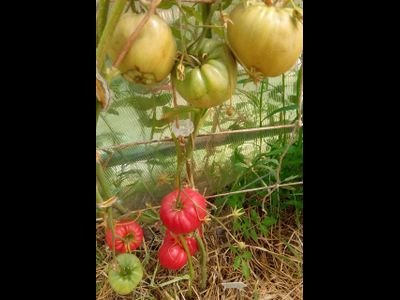 Томат Настоящий Бельмонте из Калабрии (Belmonte vero Calabro, Italy)