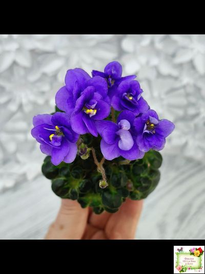 Mac&#039;s Pizza Pizzicato (G. McDonald) 01/31/2008 (гёрл-лист)