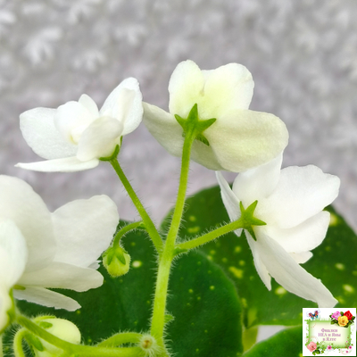 ШН-Космическая Фея (Н. Шушакова) 2019 г.