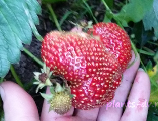 КЛУБНИКА (Земляника крупноплодная) - Клубника ремонтантная "Елизавета 2"