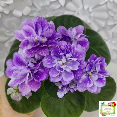 АВ-В Краю Единорогов (Фиалковод) 2020 г.