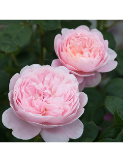 Квин оф Шведен (Queen of Sweden)